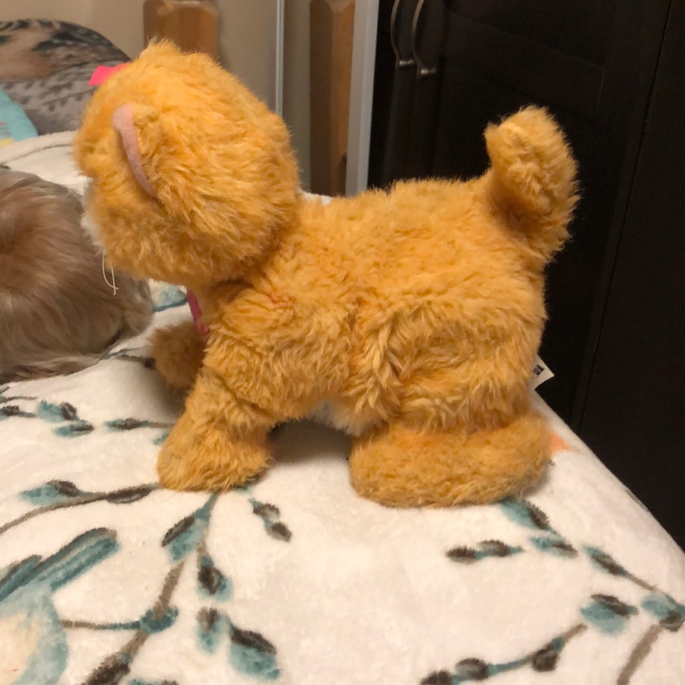 Orange cat - Picture 3 of 4